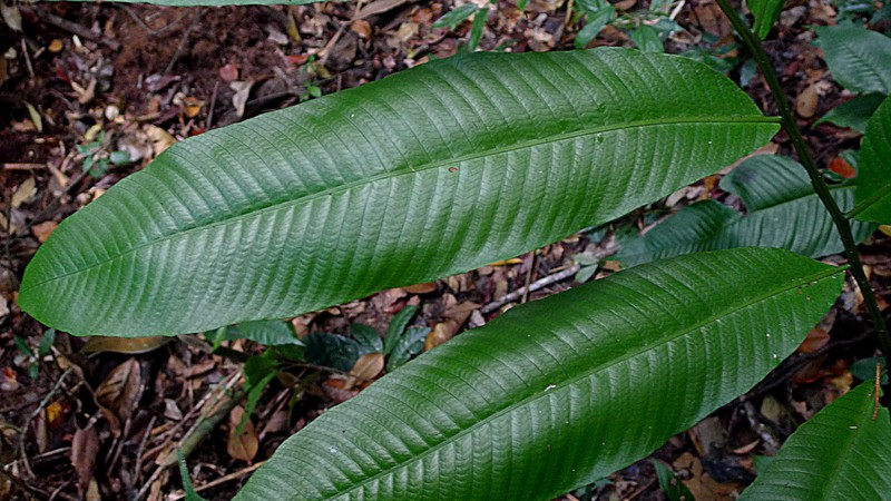 Thelypteris macrophylla photo 6