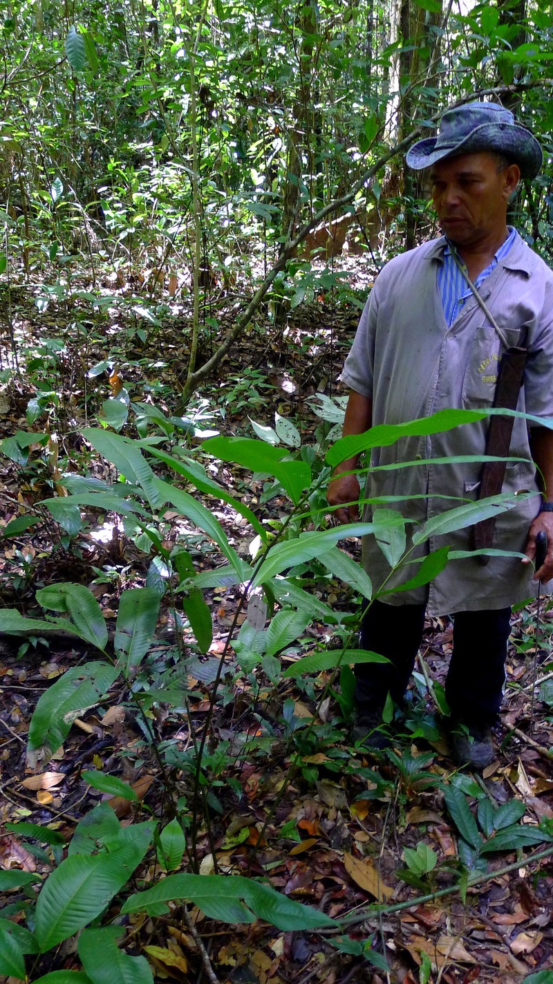 Thelypteris macrophylla photo 7