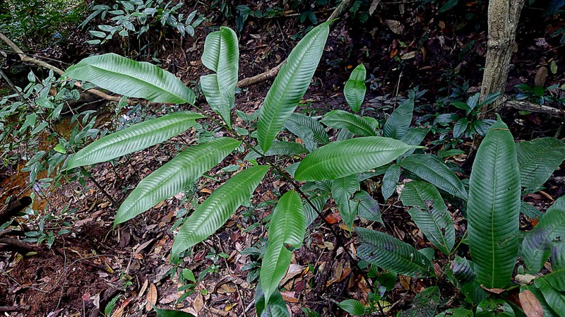 Thelypteris macrophylla photo 8