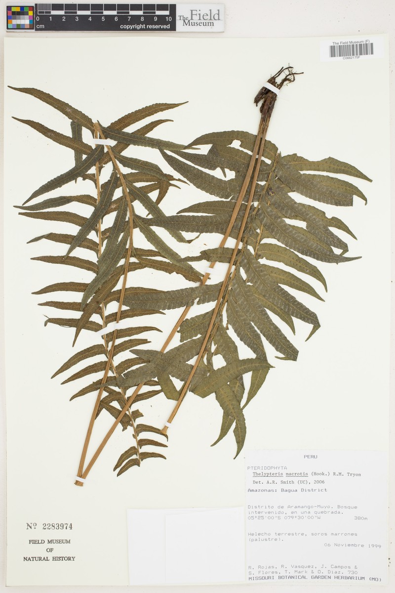 Thelypteris macrotis