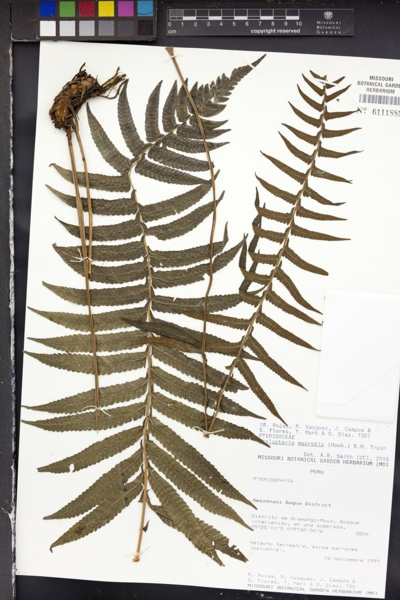 Thelypteris macrotis photo 2