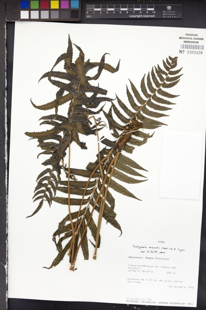 Thelypteris macrotis photo 3