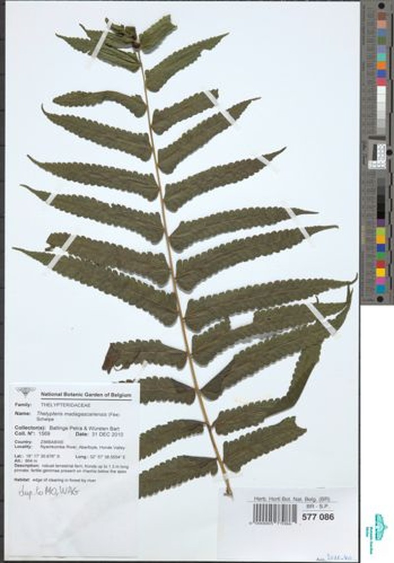 Thelypteris madagascariensis