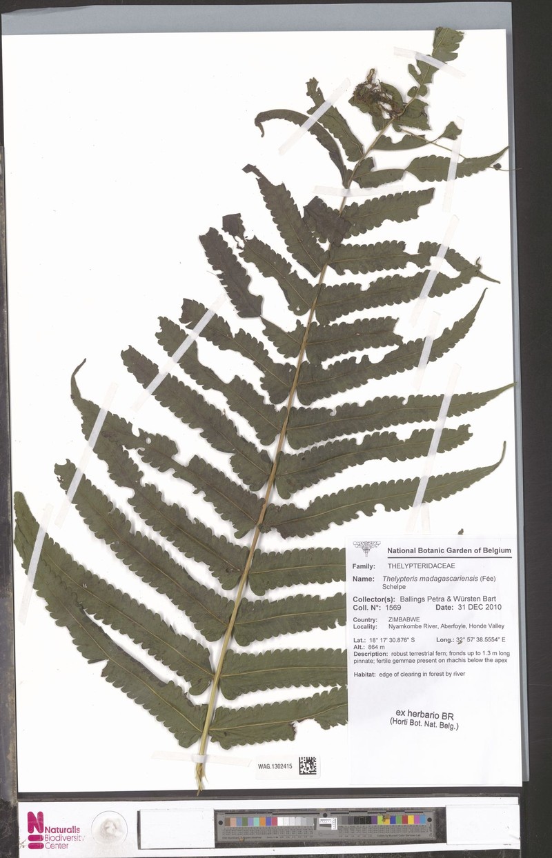 Thelypteris madagascariensis photo 2