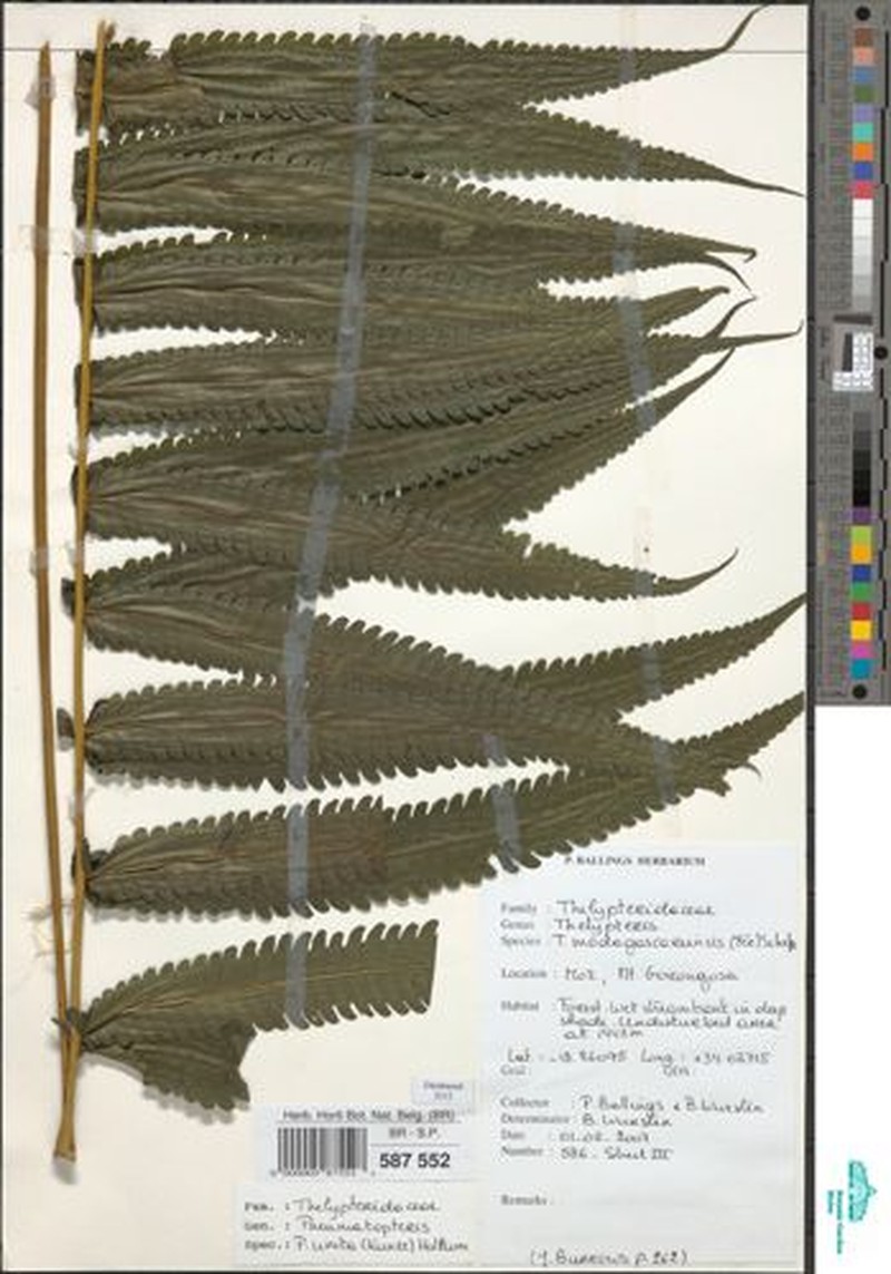 Thelypteris madagascariensis photo 3