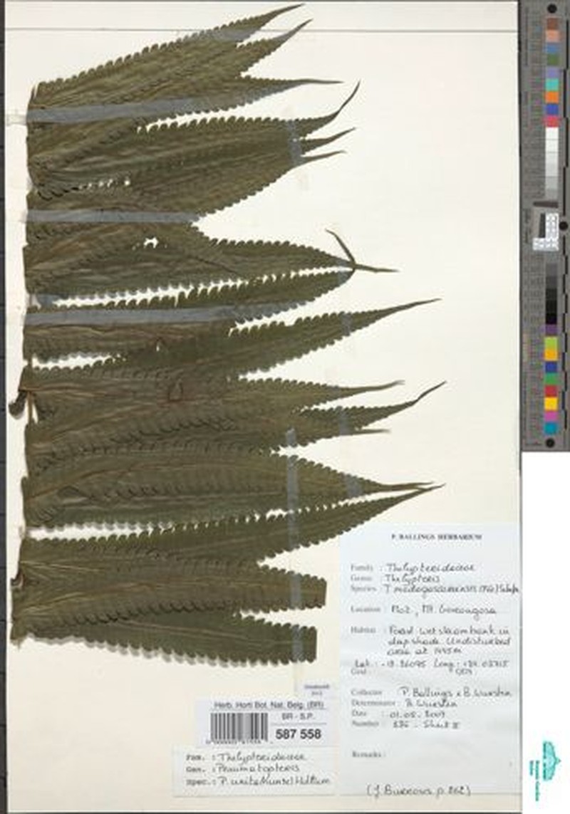 Thelypteris madagascariensis photo 4