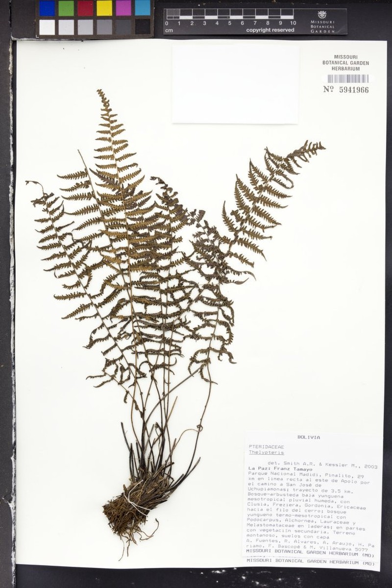 Thelypteris madidiensis