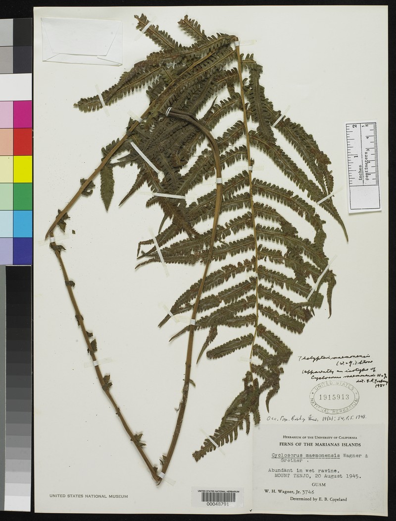 Maemon Valley Maiden Fern