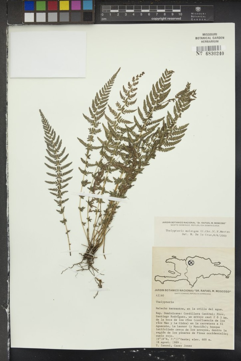 Thelypteris malangae