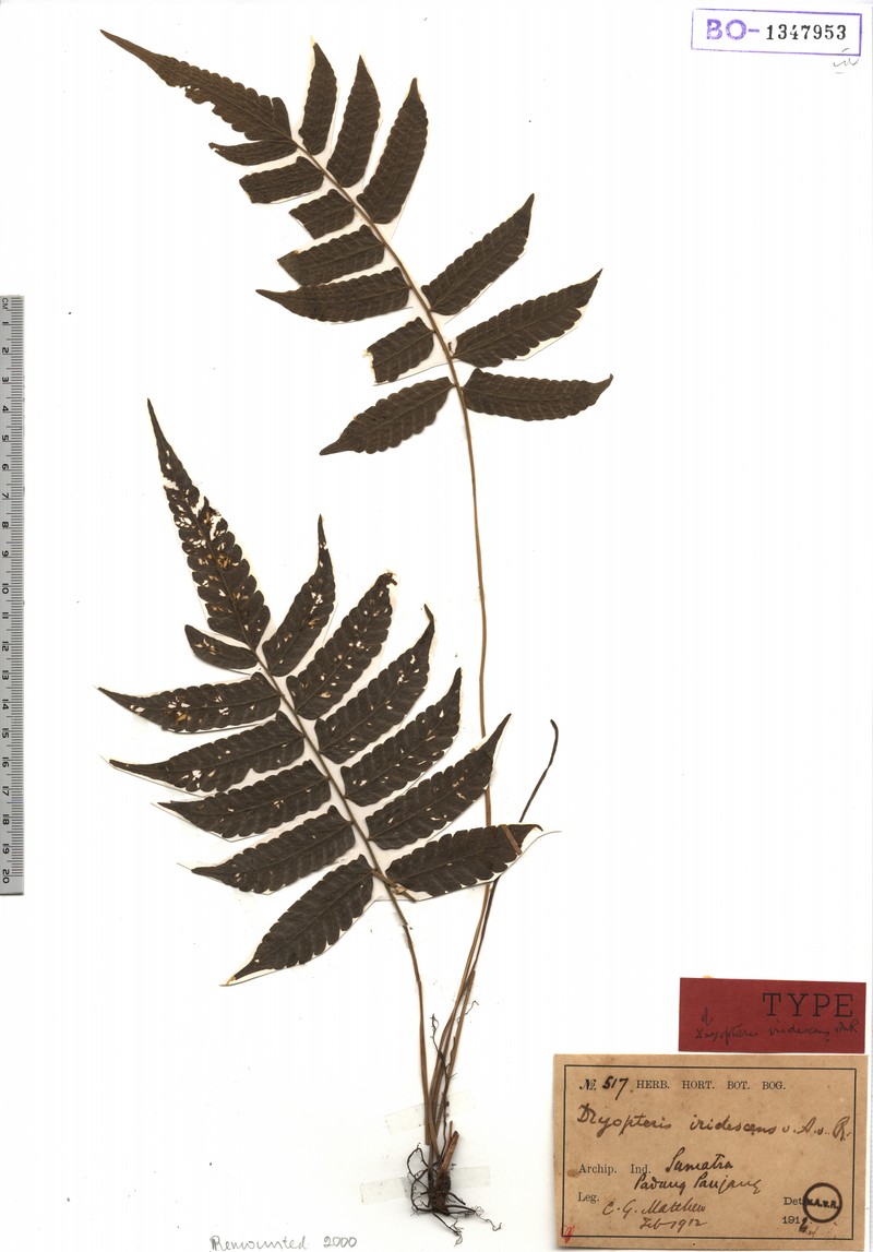 Thelypteris malayensis