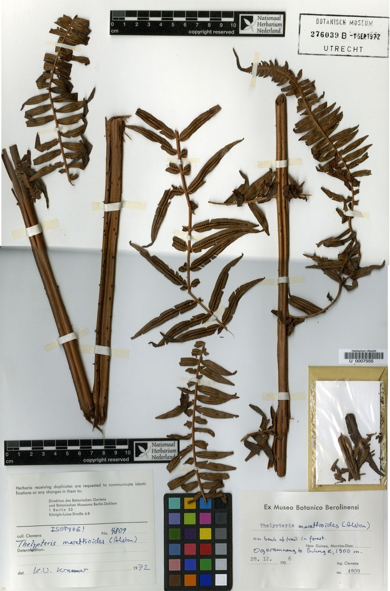 Thelypteris marattioides