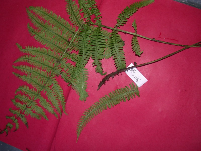 Thelypteris margaretae photo 2