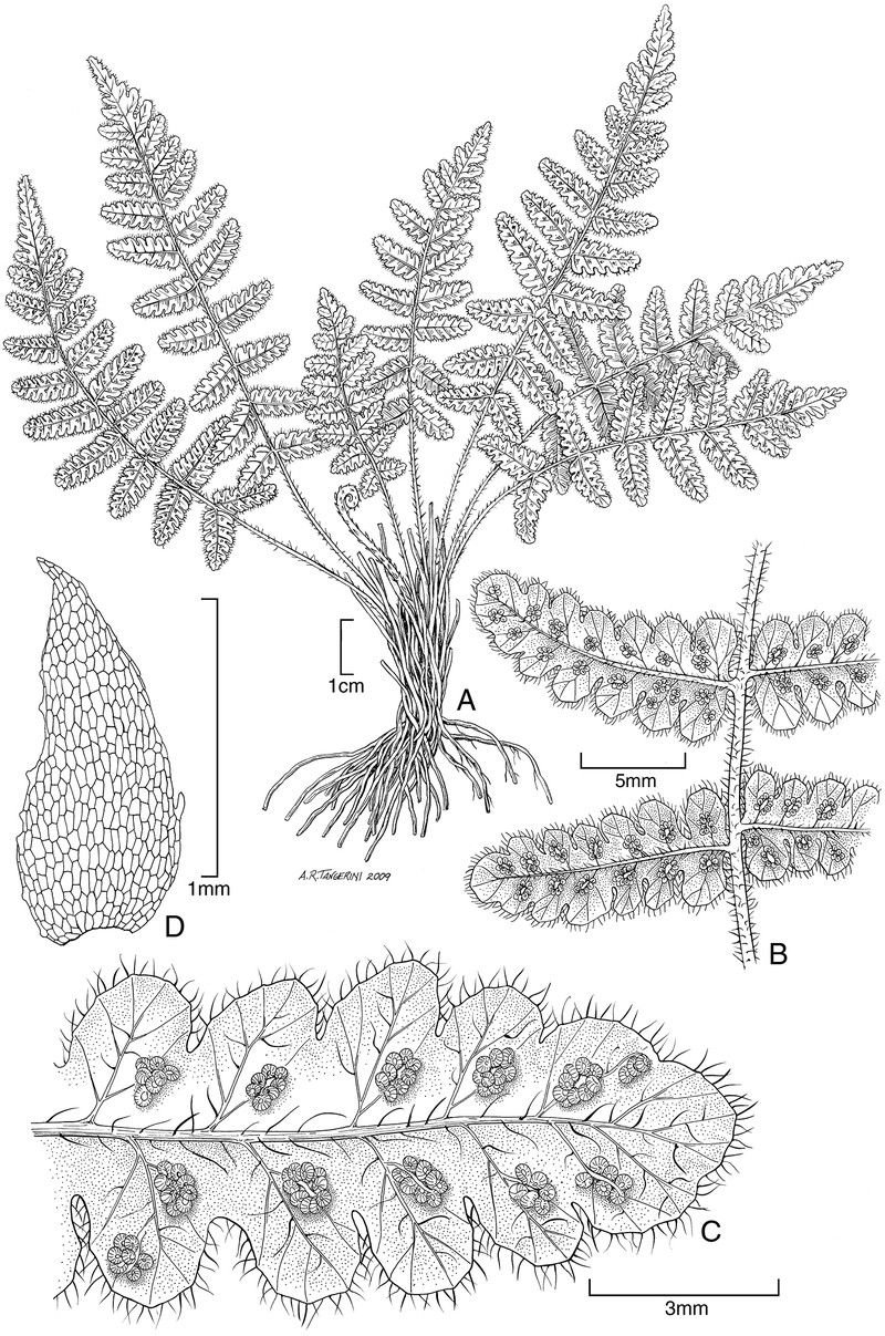 Thelypteris marquesensis