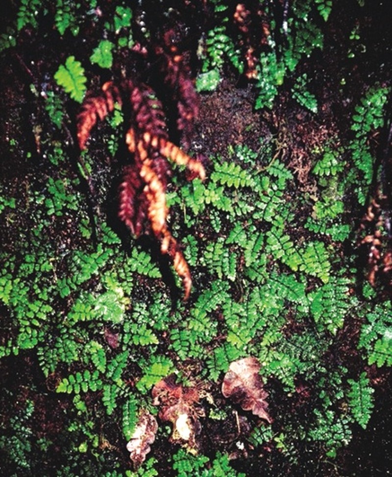 Thelypteris marquesensis photo 3
