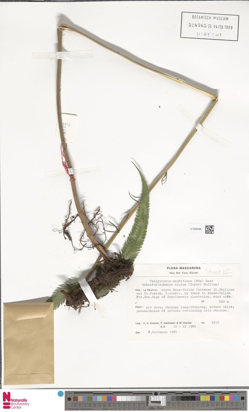 Thelypteris mauritiana