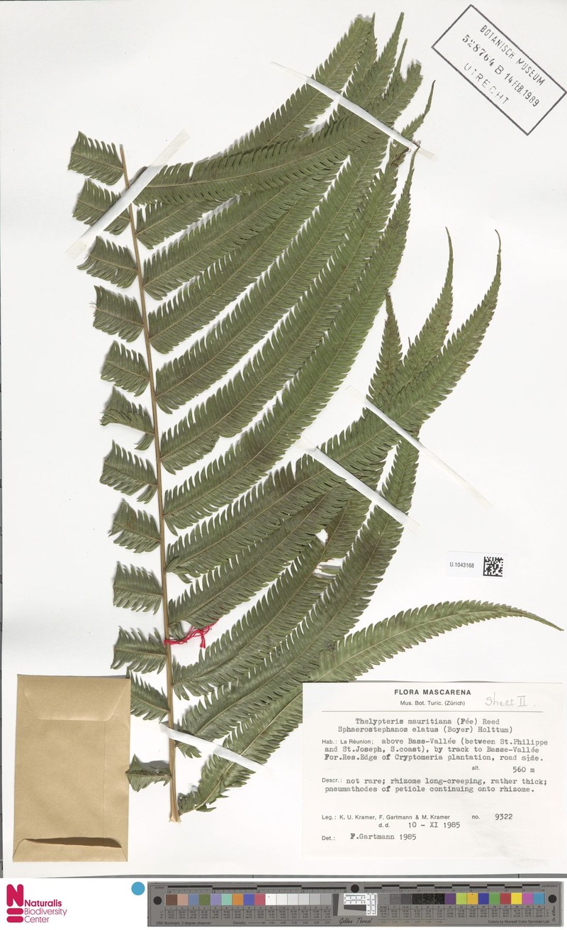 Thelypteris mauritiana photo 2