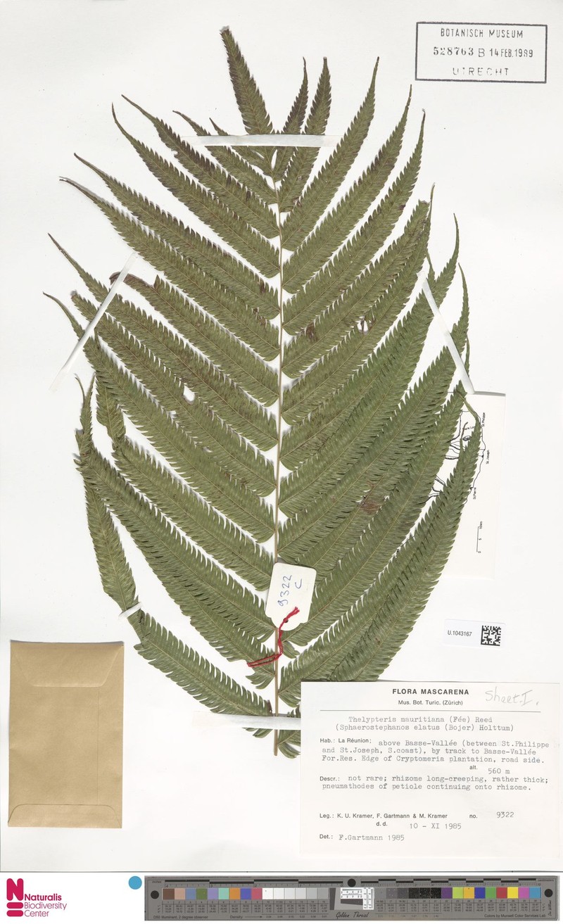 Thelypteris mauritiana photo 3