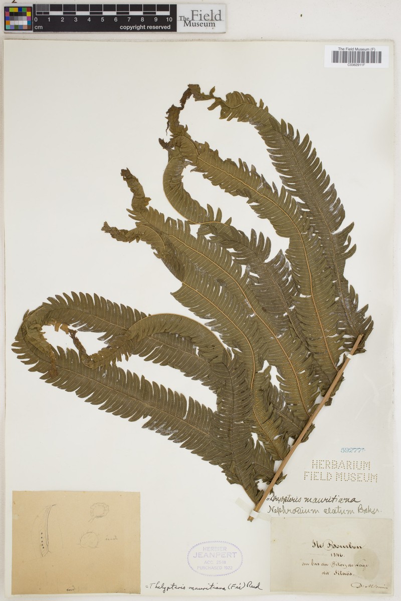 Thelypteris mauritiana photo 4