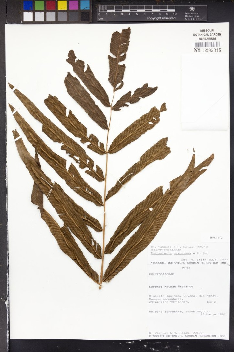 Thelypteris maxoniana