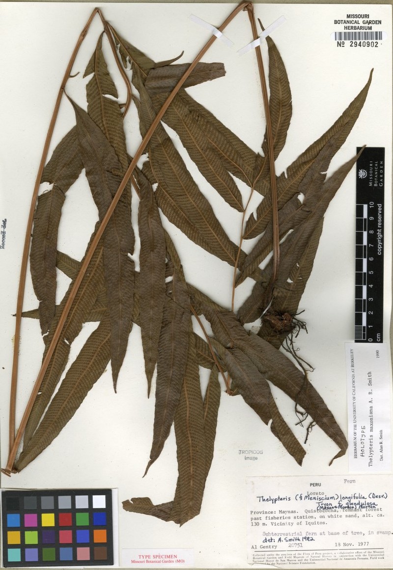 Thelypteris maxoniana photo 3