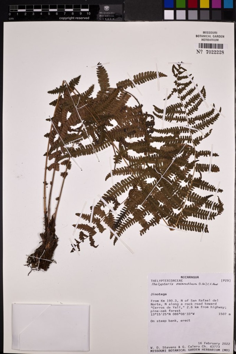 Thelypteris melanochlaena