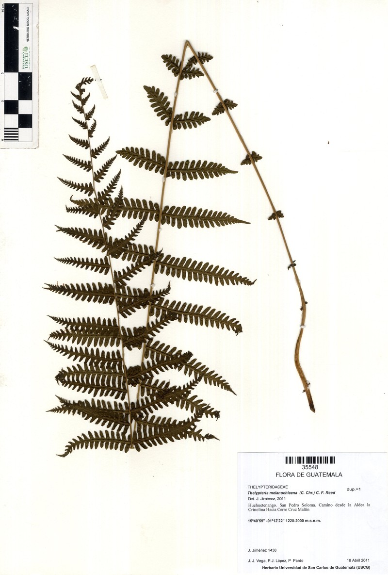 Thelypteris melanochlaena photo 2