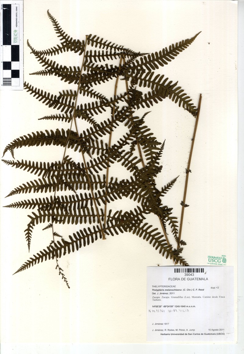 Thelypteris melanochlaena photo 3