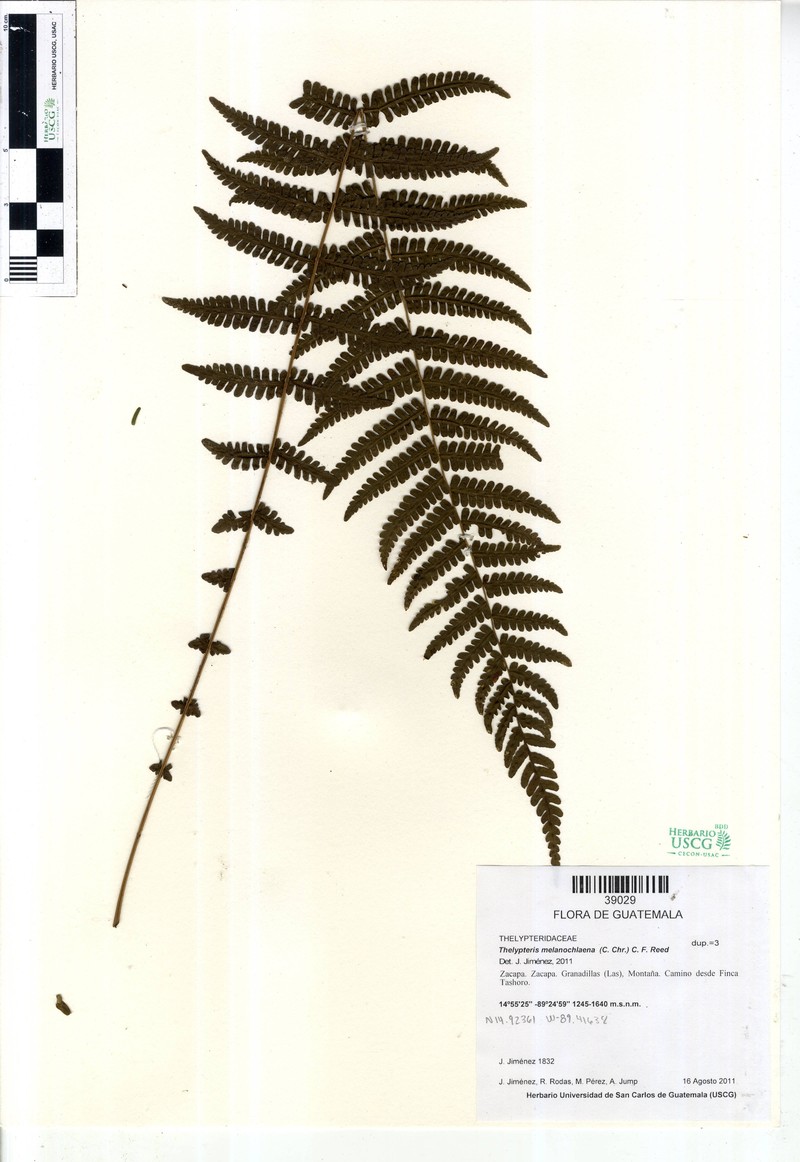 Thelypteris melanochlaena photo 4