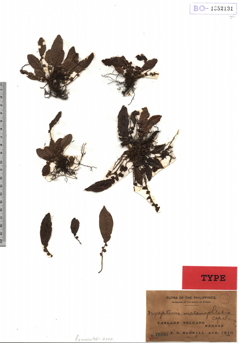 Thelypteris melanophlebia