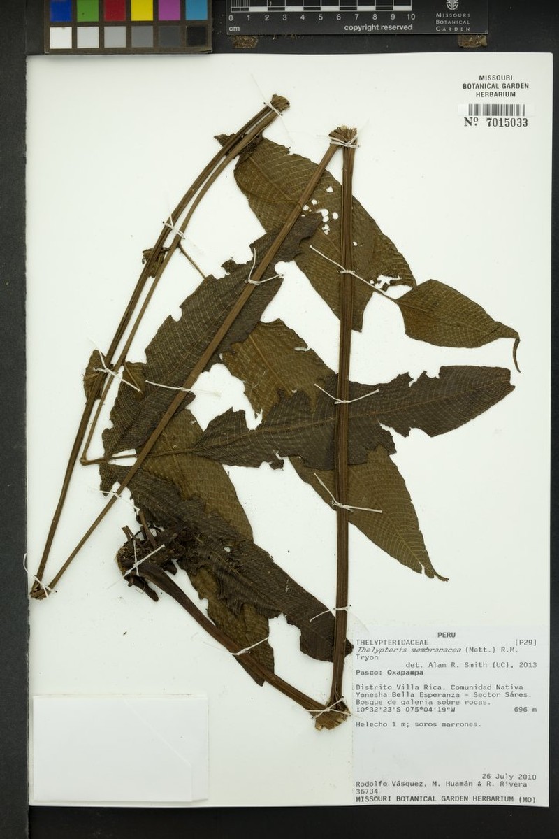 Thelypteris membranacea