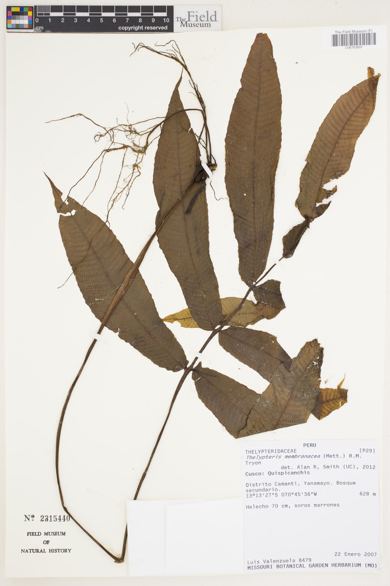 Thelypteris membranacea photo 2