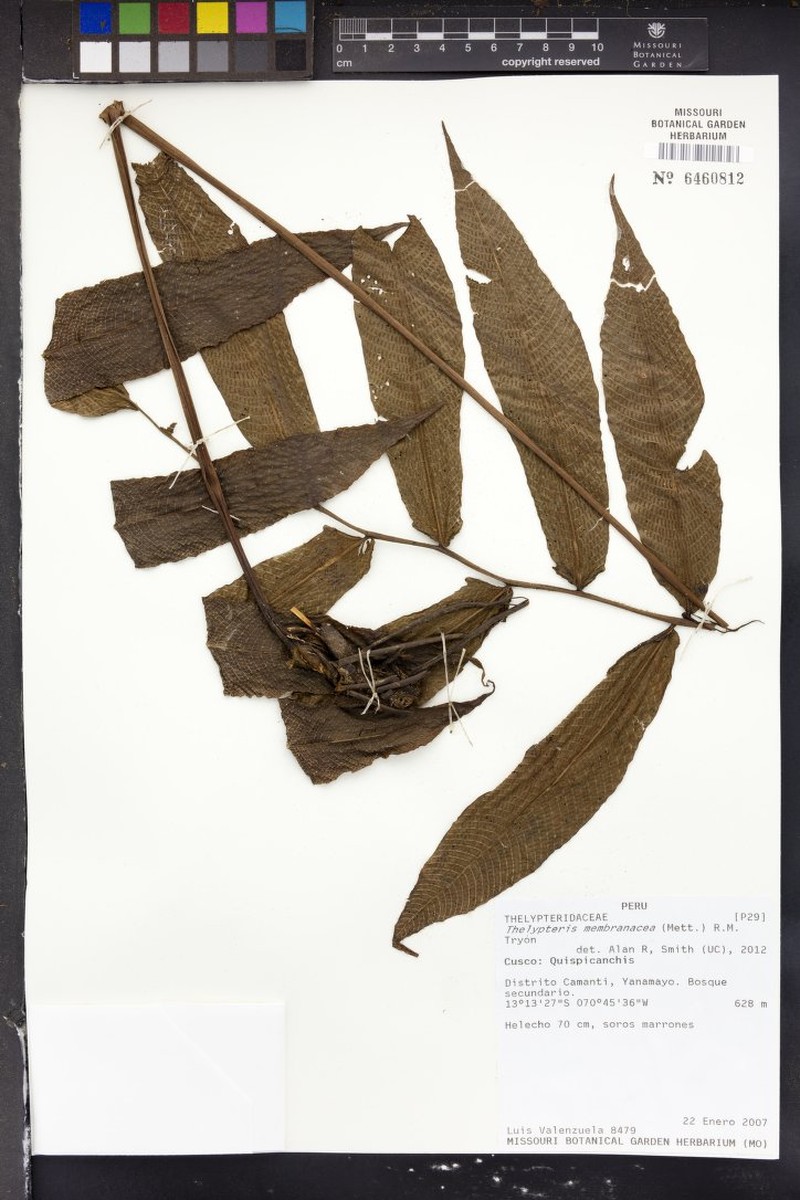 Thelypteris membranacea photo 3