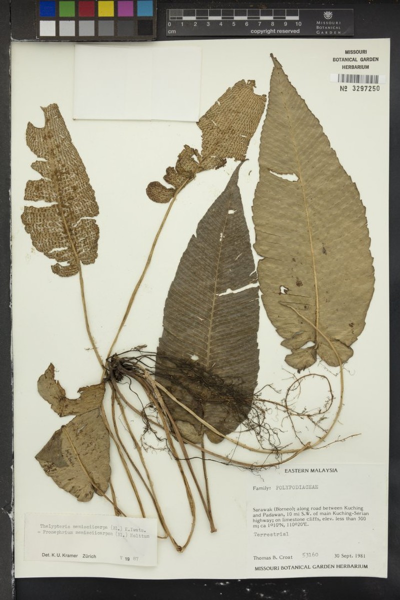 Thelypteris menisciicarpos