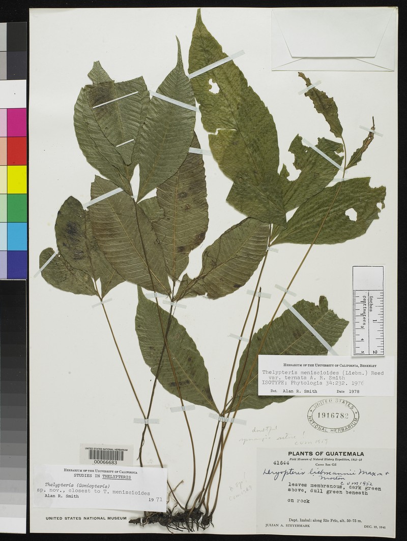 Thelypteris meniscioides