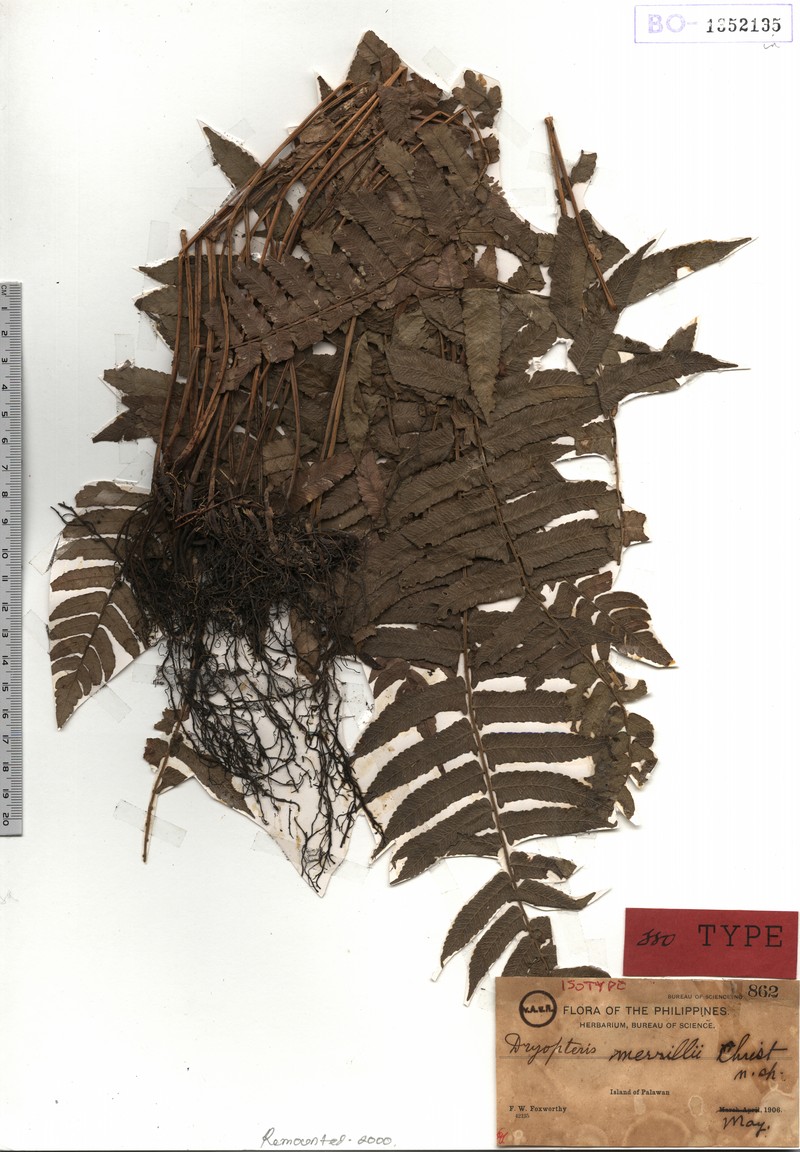Thelypteris merrillii