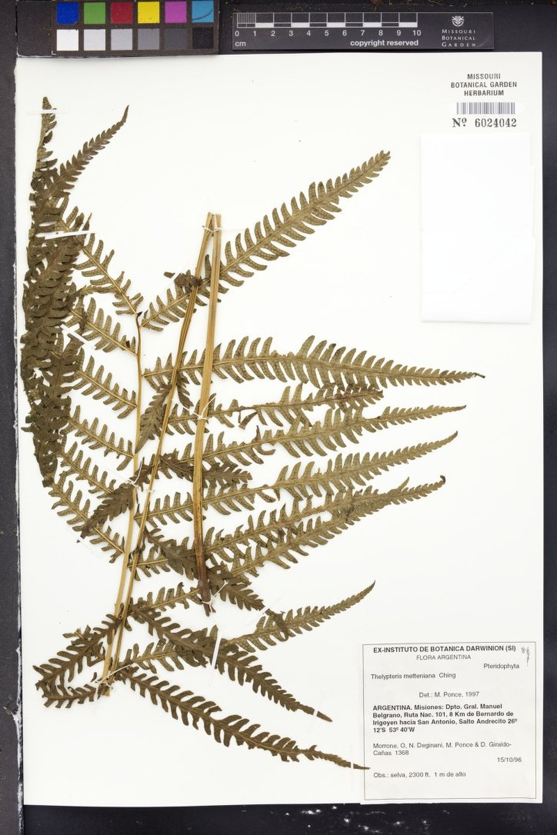 Thelypteris metteniana