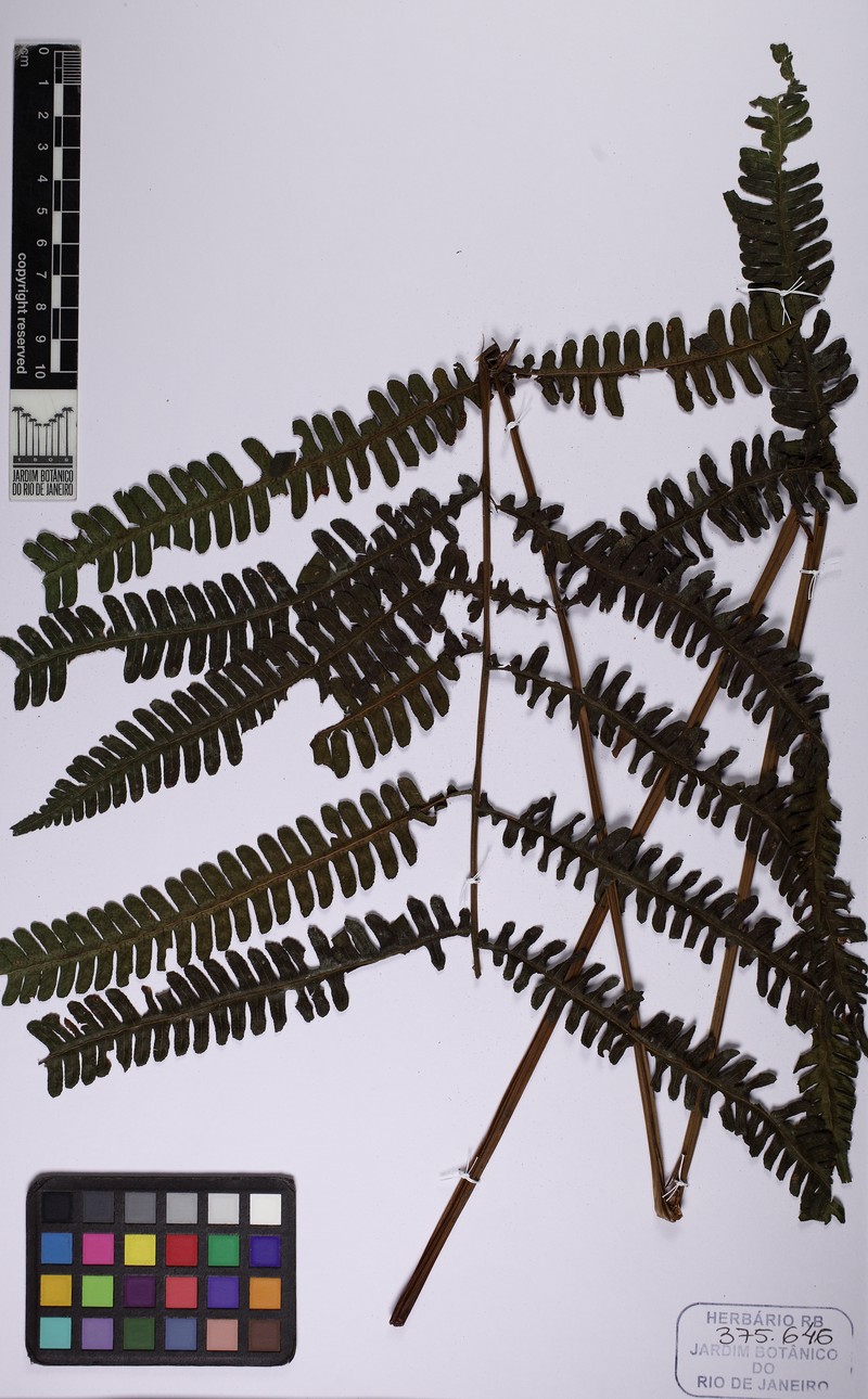 Thelypteris mexiae