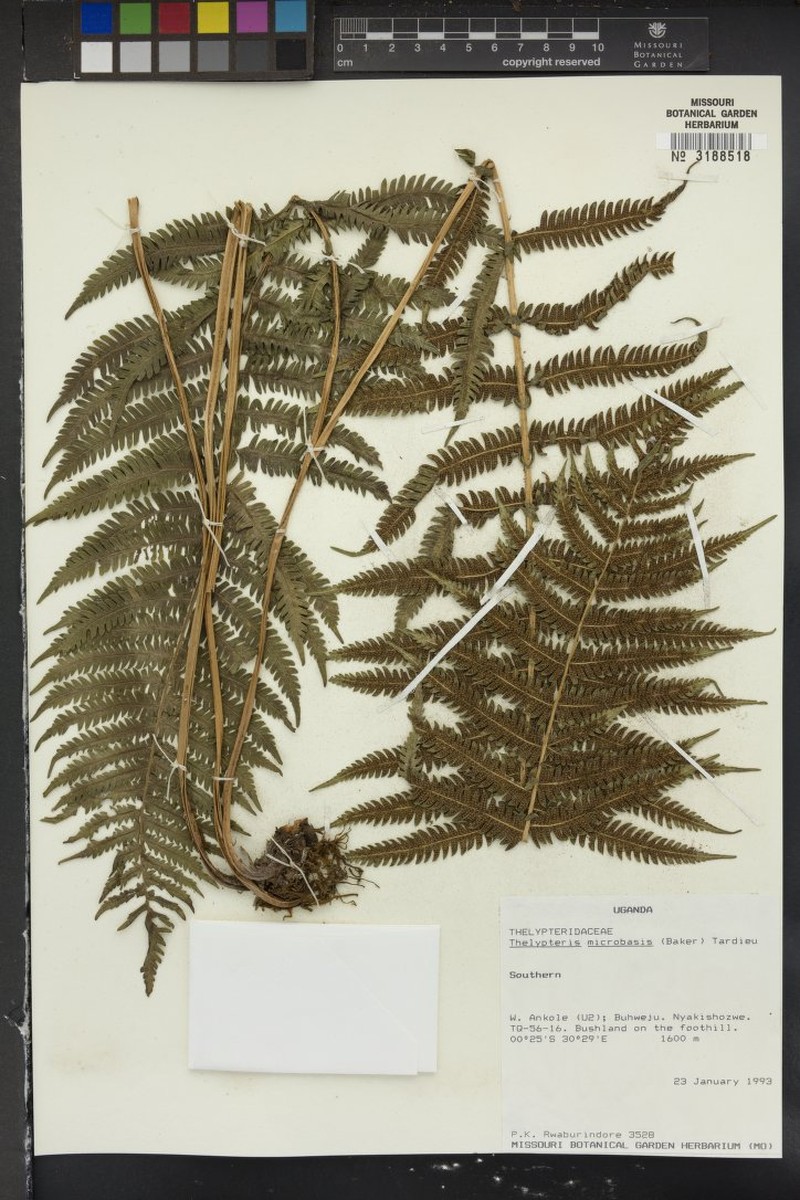 Thelypteris microbasis