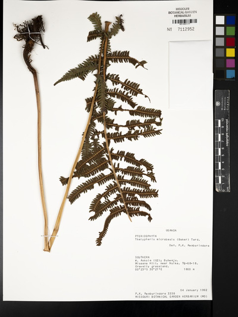 Thelypteris microbasis photo 2