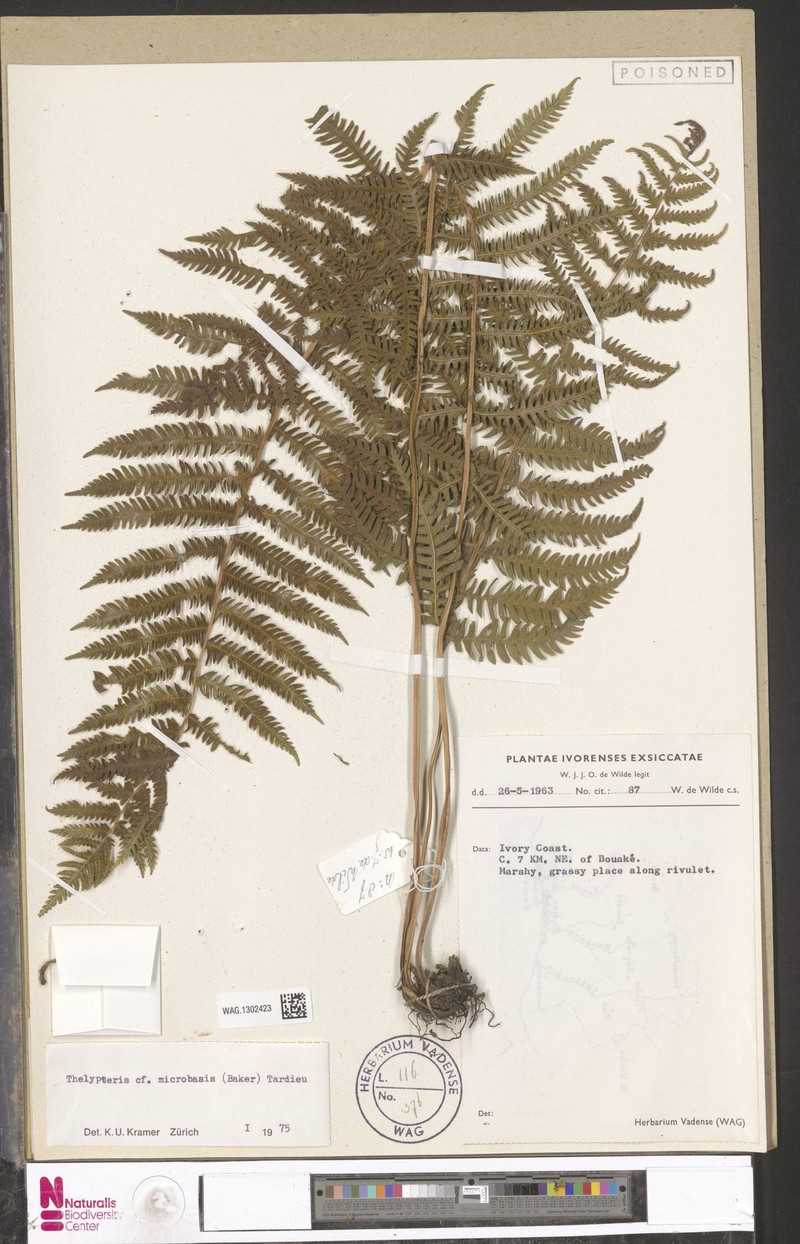 Thelypteris microbasis photo 3