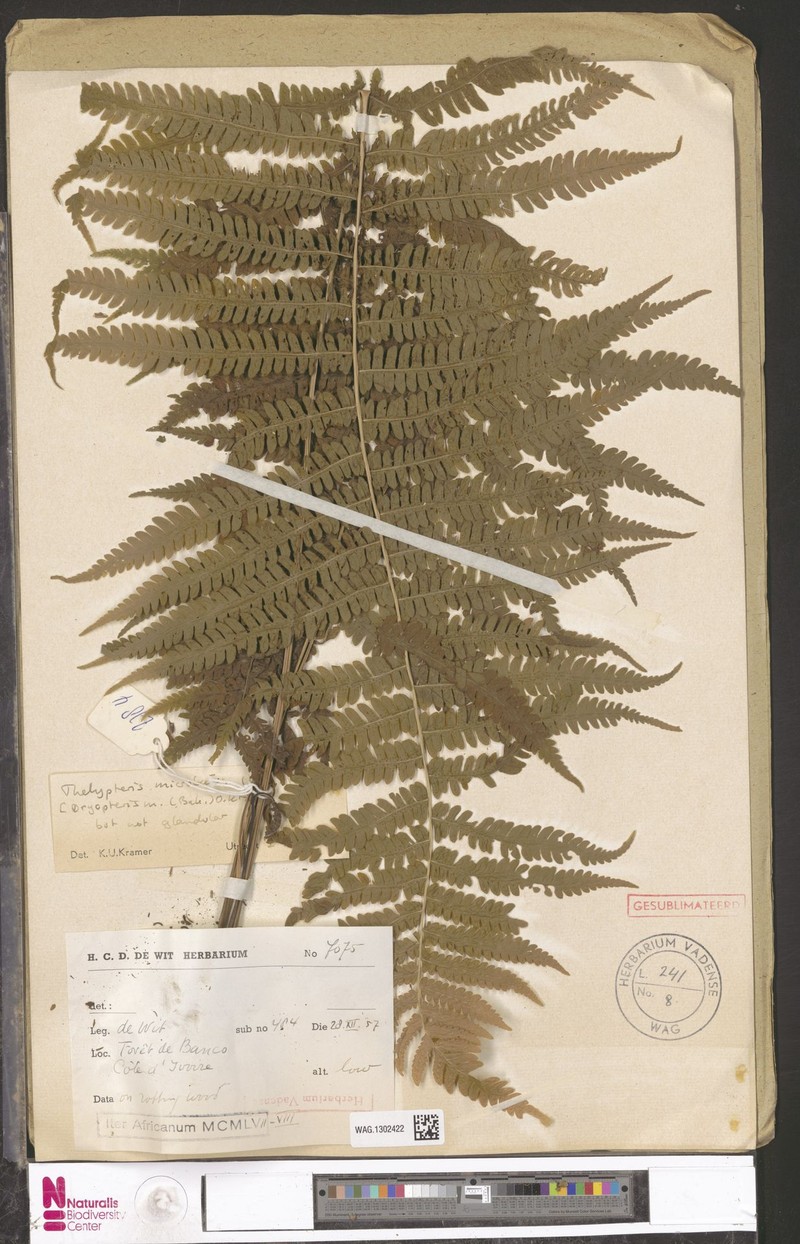 Thelypteris microbasis photo 4