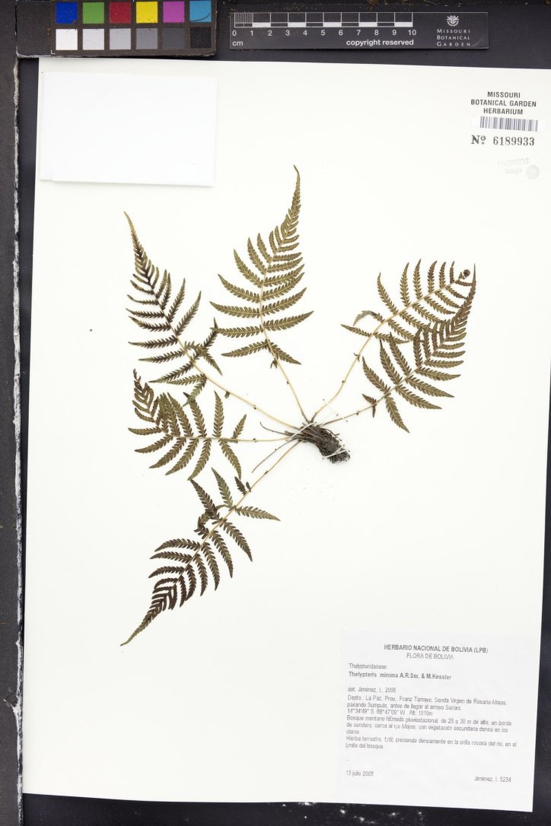 Thelypteris minima