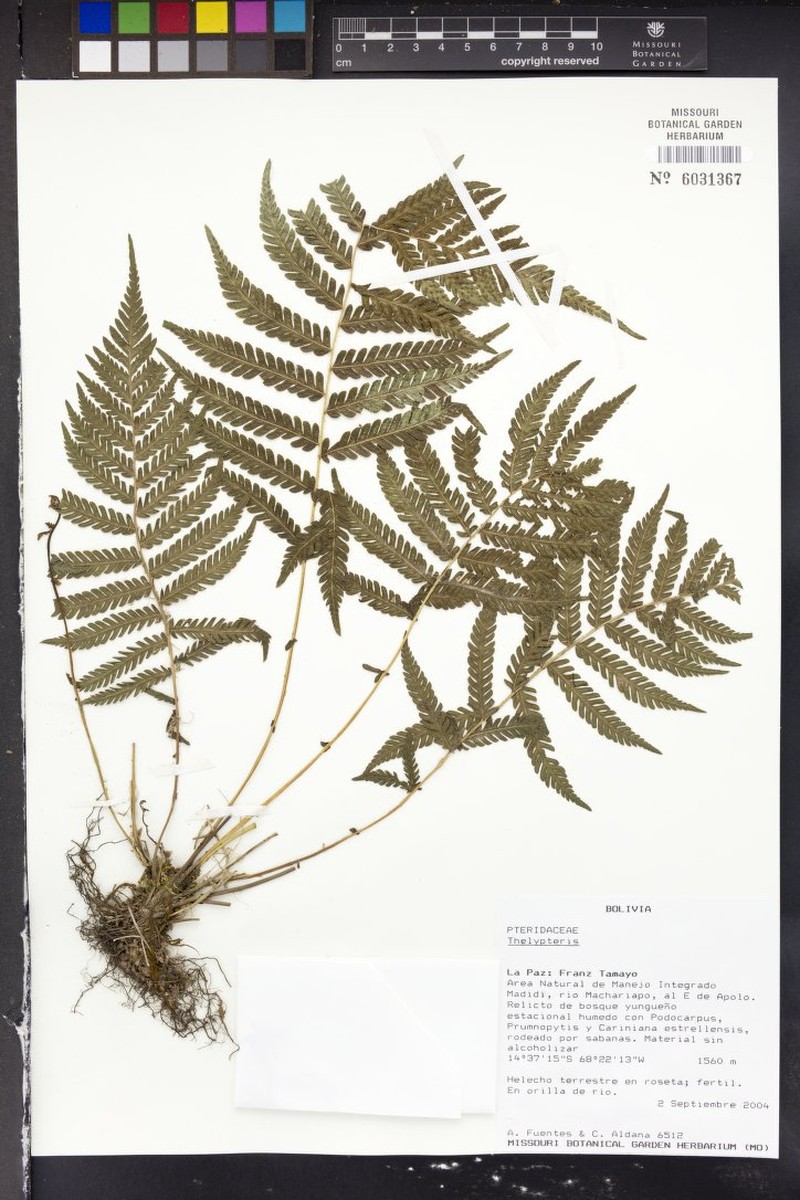 Thelypteris minima photo 2