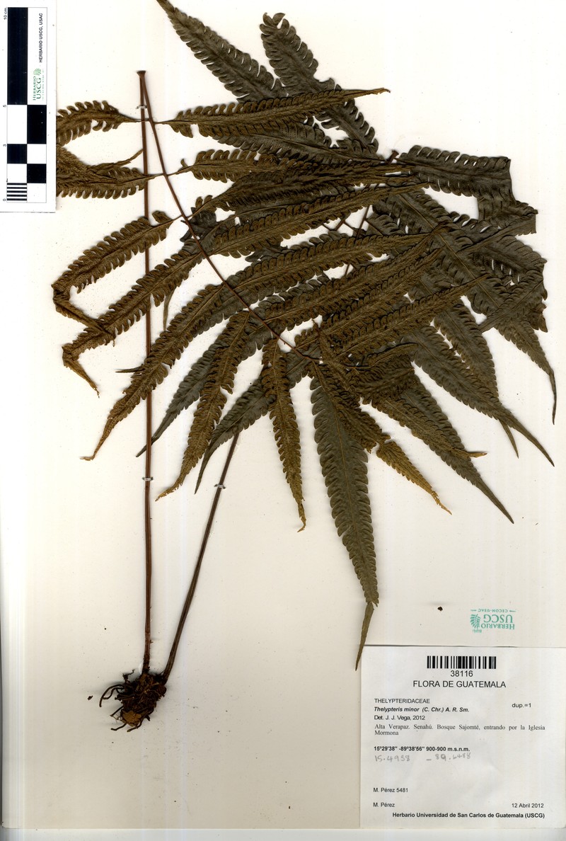 Thelypteris minor