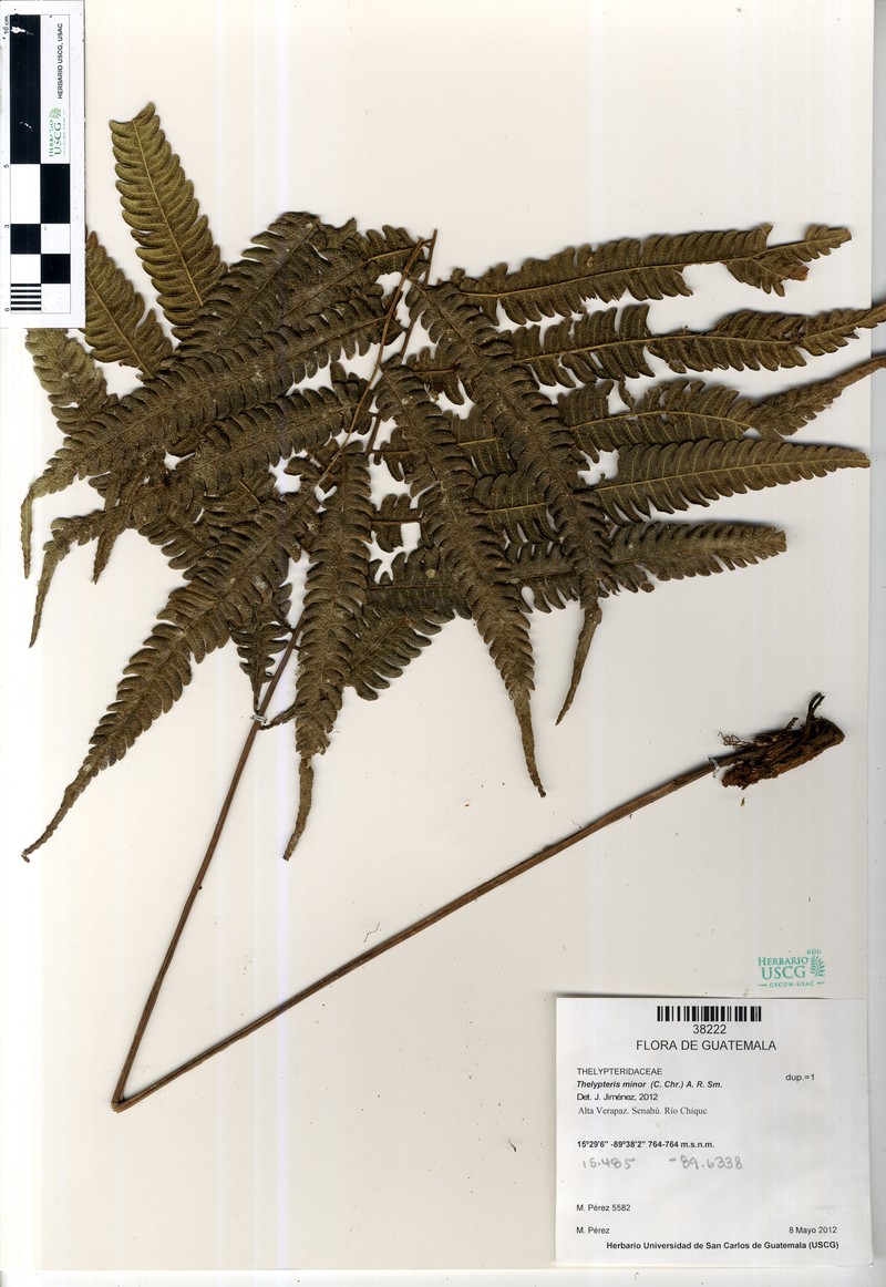 Thelypteris minor photo 2