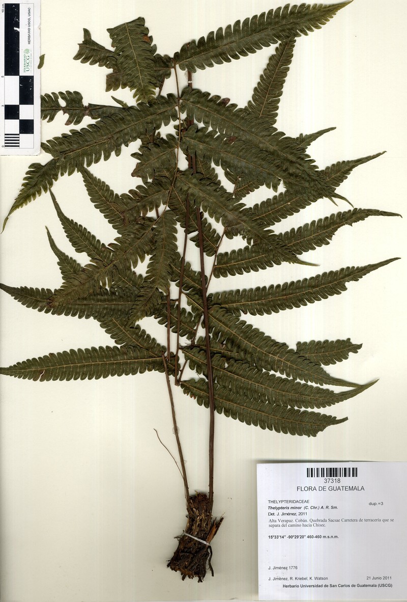 Thelypteris minor photo 3