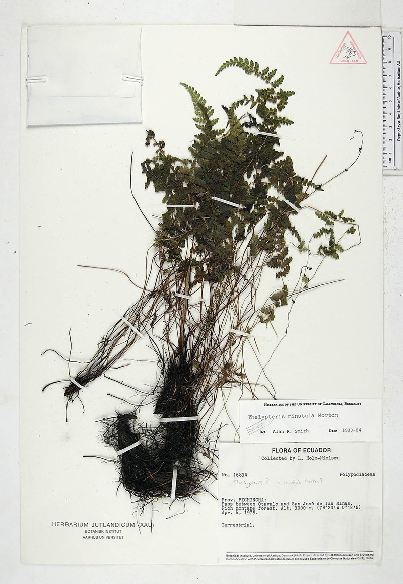 Thelypteris minutula