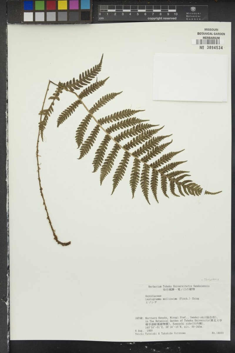 Thelypteris mollissima