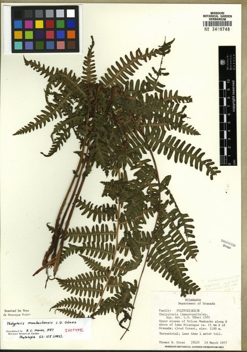 Thelypteris mombachensis