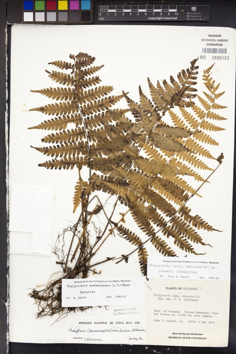 Thelypteris mombachensis photo 2